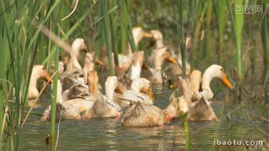 农村池塘里的散养鸭子麻鸭